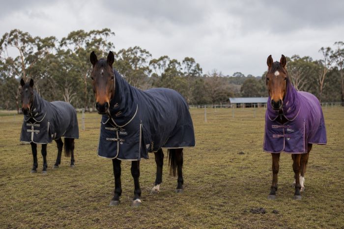 Rugging Horses in Australia: Choosing the Right Rug for the Right Conditions