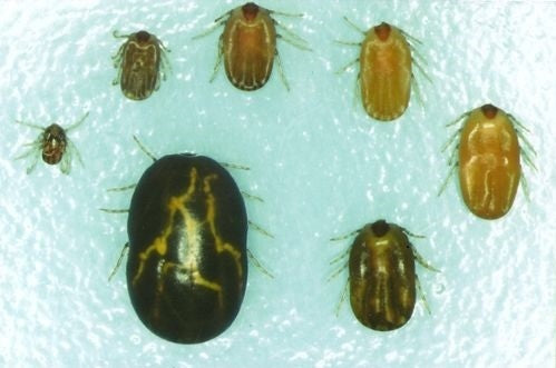 Managing Cattle Tick Burden in Queensland: Protecting Herd Health and Productivity