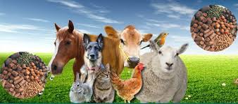 Livestock- other