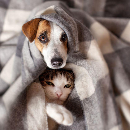 Dogs
