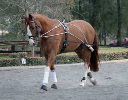 Lunging & Training