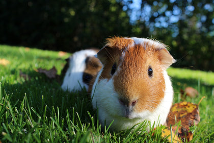 Small Animals