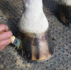 Hoof & Farrier Supplies