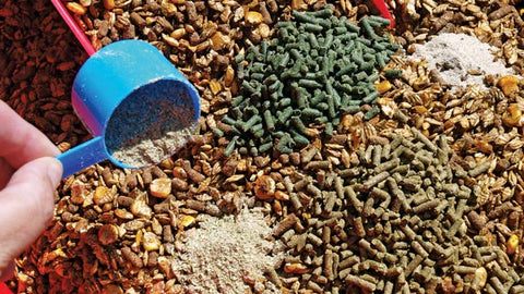 Horse Supplements