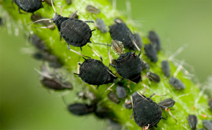 Insect control