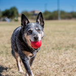 KONG DOG BALL - SMALL