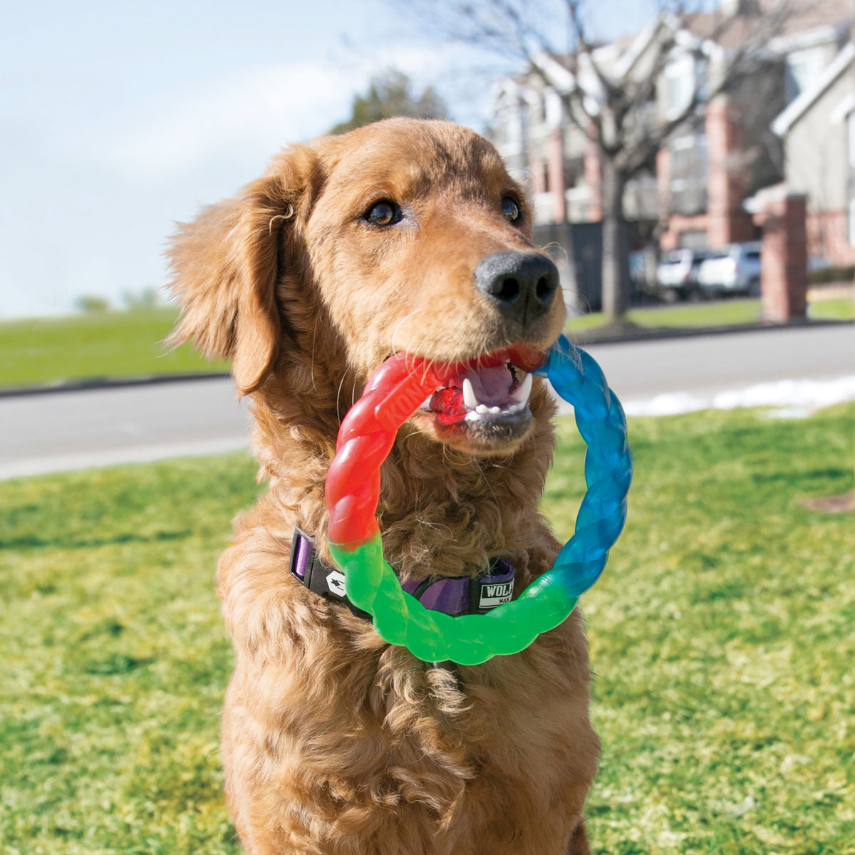 Kong Dog Twistz High-viz - Small