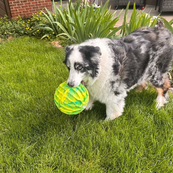 Kong Flexball Sport Xl