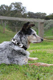 PURE WESTERN ADELAIDE DOG COLLAR - BLACK / WHITE [SZ:XS]