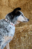 Pure Western Randy Dog Collar - Pink [sz:xs]